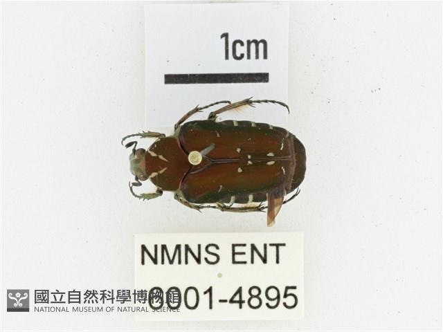 黑斑陷紋金龜藏品圖，第1張