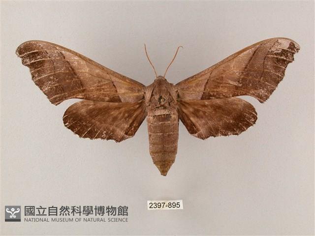 齒翅三線天蛾藏品圖，第1張