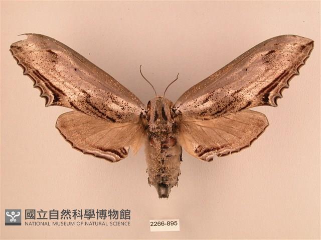 臺灣鋸翅天蛾藏品圖，第1張