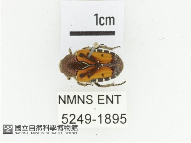 黑斑陷紋金龜藏品圖，第1張