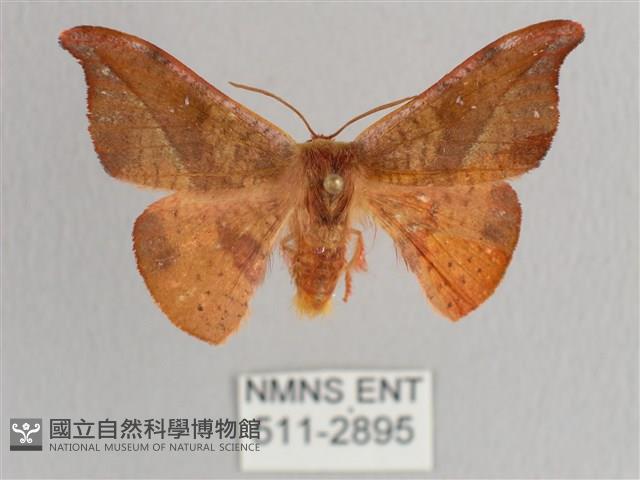 銀端帶鉤蛾藏品圖，第1張