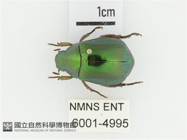 綠艷金龜藏品圖，第1張