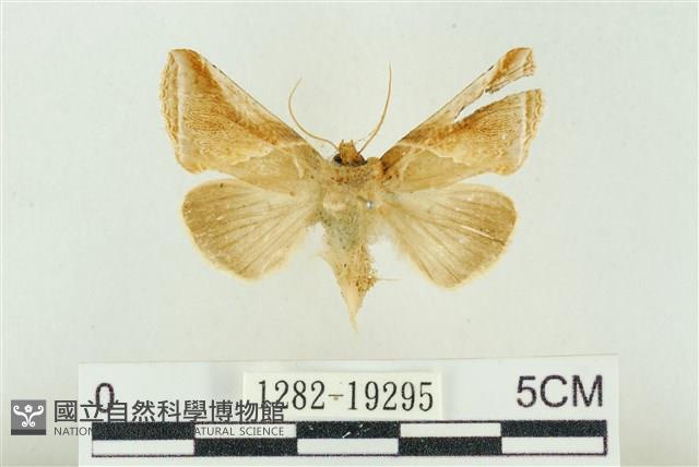 印華波紋蛾藏品圖，第1張