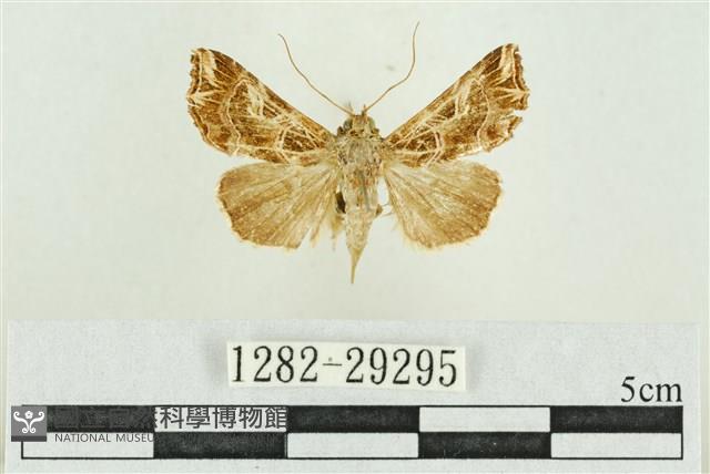 弧角散紋夜蛾藏品圖，第1張