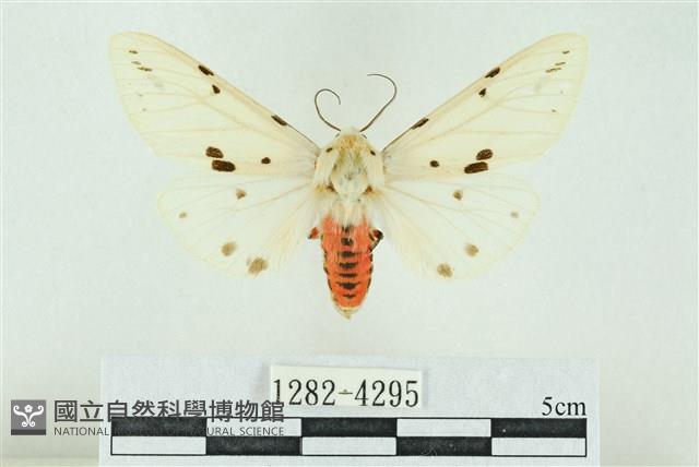 菊池污燈蛾藏品圖，第1張