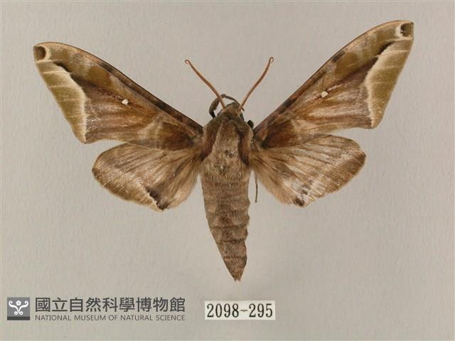 白點天蛾 藏品圖，第1張