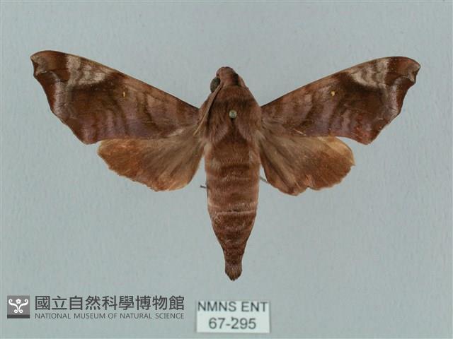 姬缺角天蛾藏品圖，第1張