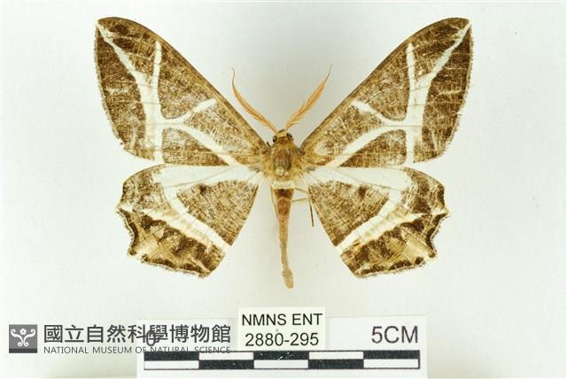 樹形尺蛾藏品圖，第1張