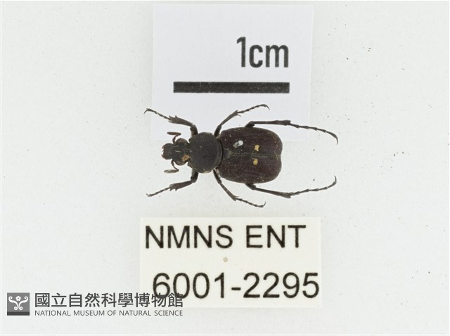 血紅虎斑花金龜藏品圖，第1張