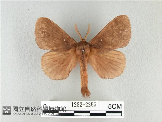 波紋枯葉蛾藏品圖，第1張