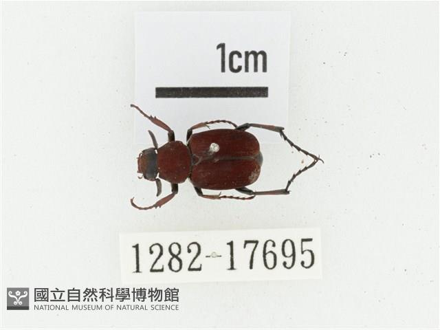 血紅虎斑花金龜藏品圖，第1張