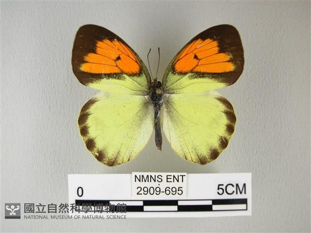 異粉蝶、雌白黃蝶藏品圖，第1張