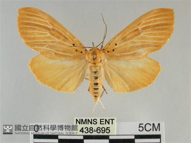 橙擬燈蛾藏品圖，第1張