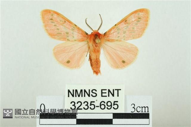 三條橙燈蛾藏品圖，第1張