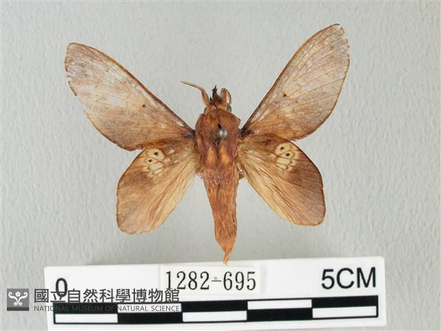 緣斑枯葉蛾藏品圖，第1張