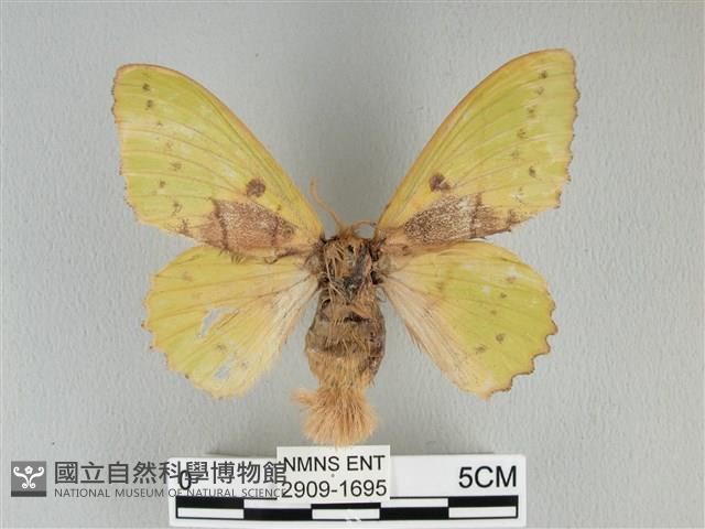 青枯葉蛾藏品圖，第1張