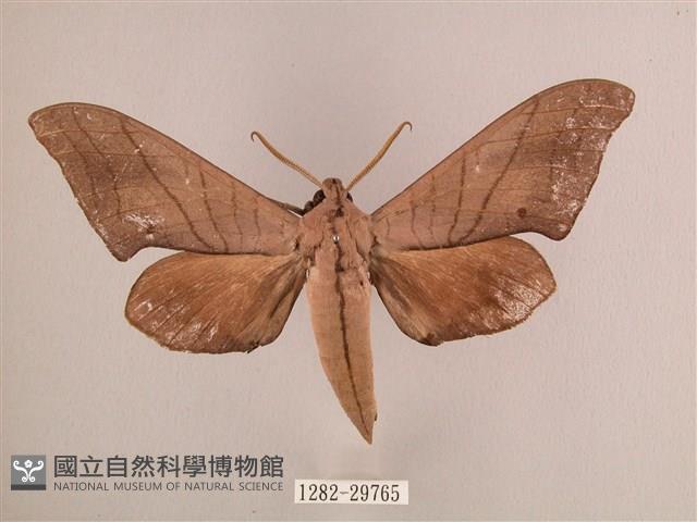 直翅六點天蛾藏品圖，第1張