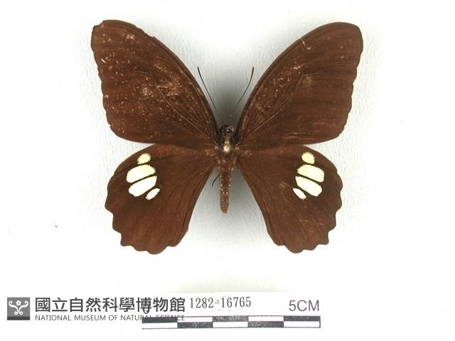 無尾白紋鳳蝶藏品圖，第1張