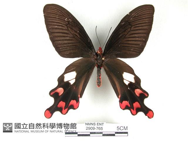 多姿麝鳳蝶藏品圖，第1張