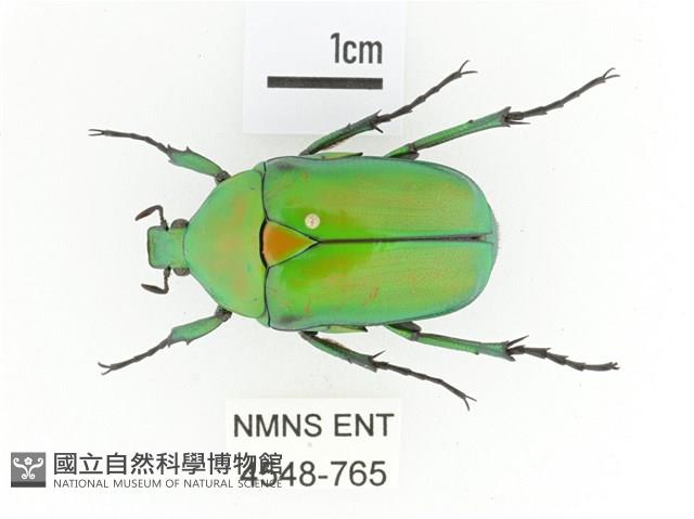 金艷騷金龜藏品圖，第1張