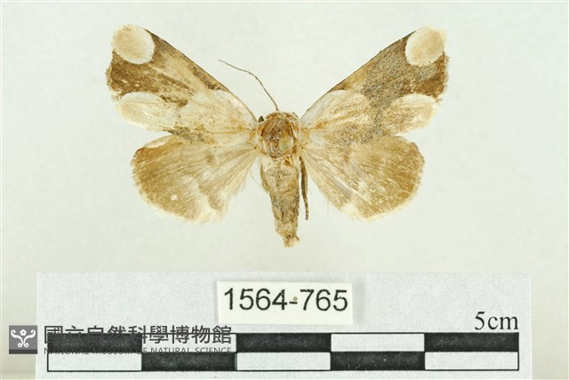 臺灣斑蕊夜蛾藏品圖，第1張