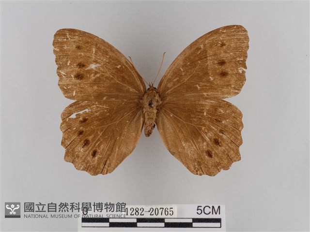 褐翅蔭眼蝶藏品圖，第1張