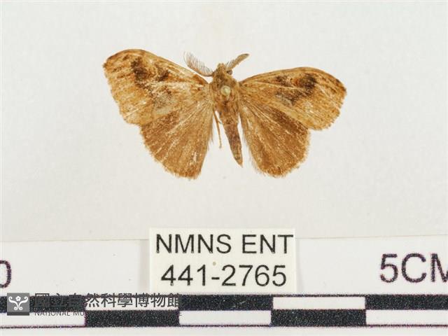 小白紋毒蛾藏品圖，第1張