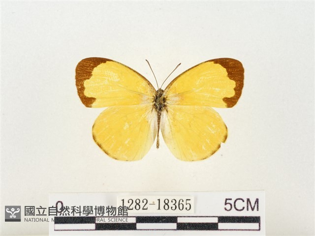 島嶼黃蝶、江崎黃蝶藏品圖，第1張