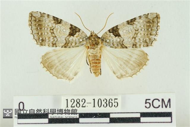 圍異波紋蛾藏品圖，第1張