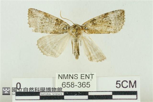臺灣銀斑異波紋蛾藏品圖，第1張