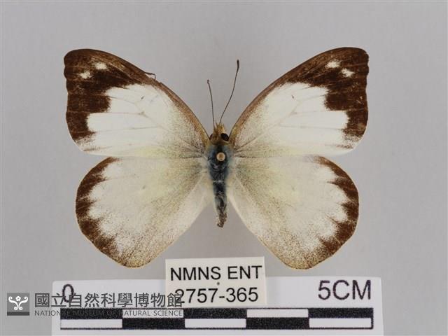 雲紋尖粉蝶藏品圖，第1張