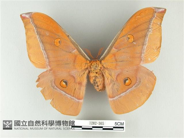 紅目天蠶蛾藏品圖，第1張