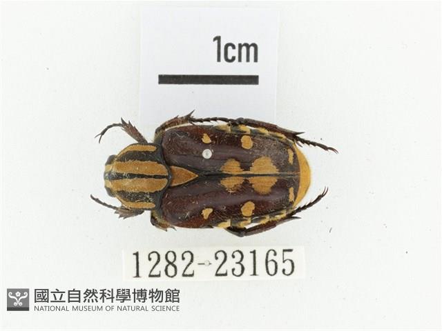 黃斑陷紋金龜藏品圖，第1張