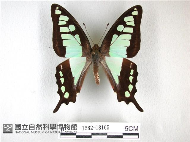 寬帶青鳳蝶藏品圖，第1張