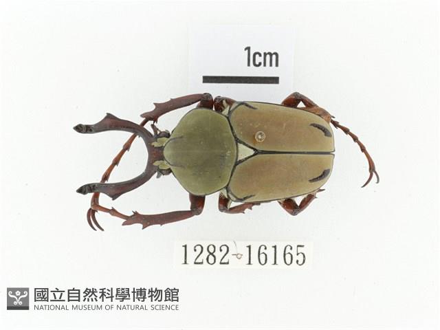 臺灣角金龜藏品圖，第1張