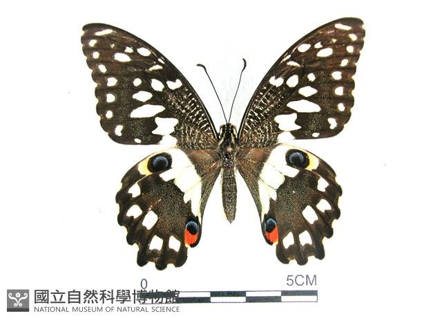 花鳳蝶、無尾鳳蝶藏品圖，第1張