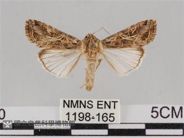 斜紋夜盜蛾藏品圖，第1張