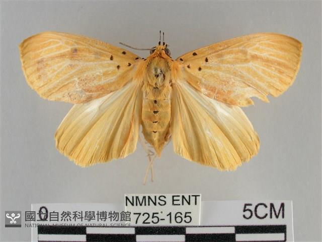 橙擬燈蛾藏品圖，第1張