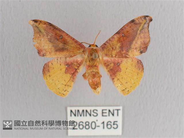 接骨木帶鉤蛾藏品圖，第1張