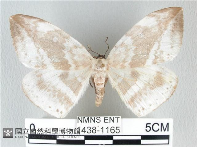 圓翅大鉤蛾藏品圖，第1張
