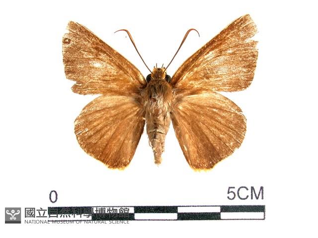 橙翅傘弄蝶藏品圖，第1張