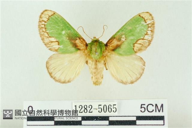基黃綠刺蛾藏品圖，第1張