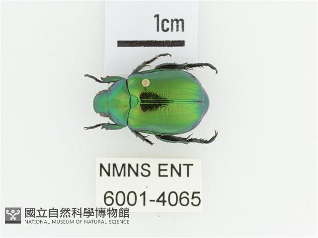 艷金龜藏品圖，第1張