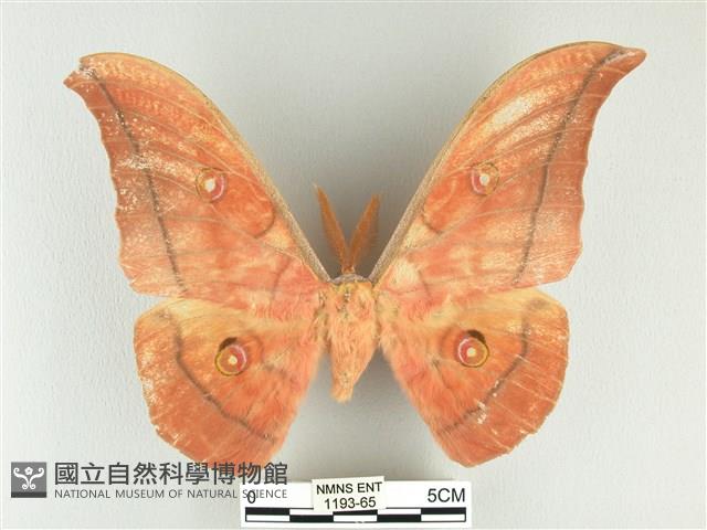 大透目天蠶蛾藏品圖，第1張