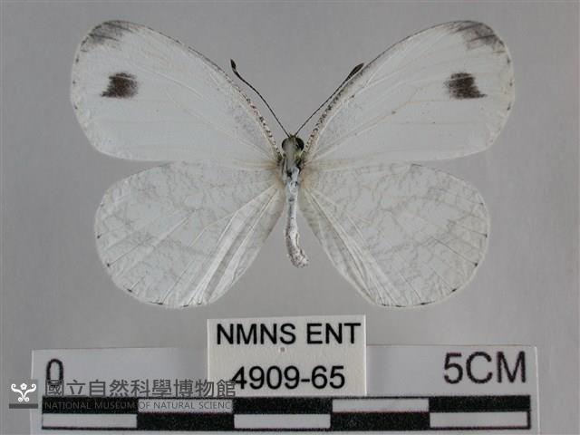 纖粉蝶、黑點粉蝶藏品圖，第1張