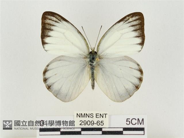 淡褐脈粉蝶藏品圖，第1張