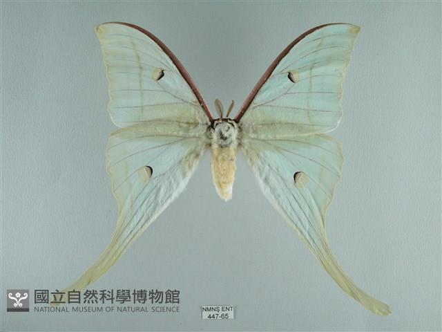 長尾水青蛾藏品圖，第1張