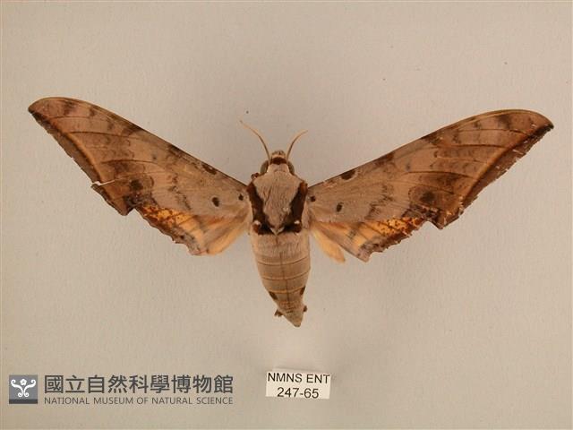 臺灣鷹翅天蛾藏品圖，第1張