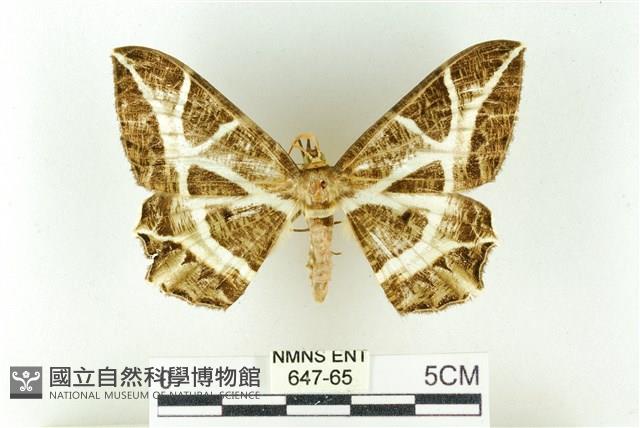 樹形尺蛾藏品圖，第1張