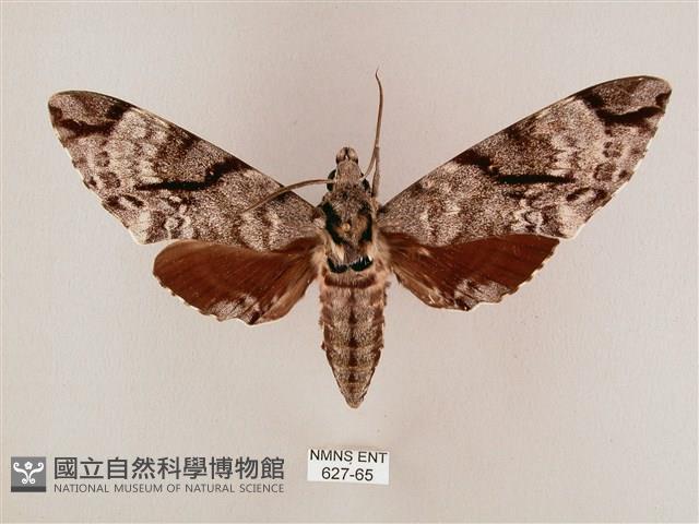 粗斜紋天蛾藏品圖，第1張